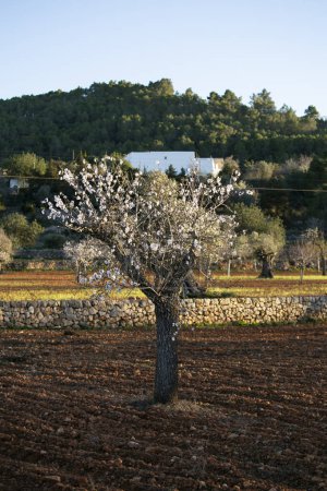 Téléchargez les photos : Amandiers fleurissant dans la région de Pla de Corona dans la ville de Santa Agnes sur l'île d'Ibiza. - en image libre de droit
