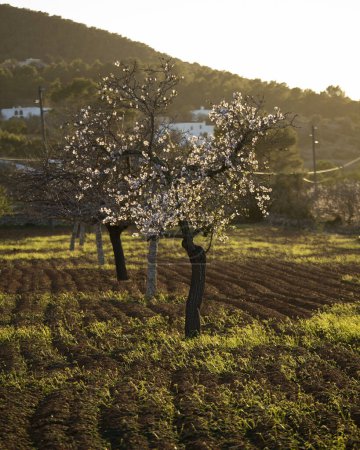Téléchargez les photos : Amandiers fleurissant dans la région de Pla de Corona dans la ville de Santa Agnes sur l'île d'Ibiza. - en image libre de droit