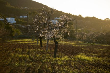 Photo for Almond trees blooming in the Pla de Corona area in the town of Santa Agnes on the island of Ibiza. - Royalty Free Image