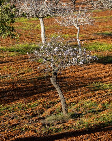 Almond trees blooming in the Pla de Corona area in the town of Santa Agnes on the island of Ibiza.