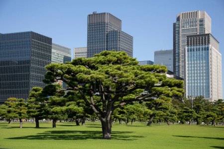 Garden and trees outside the Japanese Imperial Palace in Tokyo