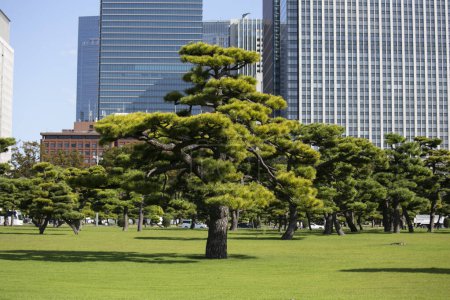 Téléchargez les photos : Jardin et arbres devant le Palais impérial japonais à Tokyo - en image libre de droit