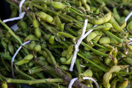 Foto de Edamame es el nombre japonés para vainas de soja inmaduras. Esto se puede encontrar en Asia Oriental, como Japón, Taiwán, Corea o China.. - Imagen libre de derechos