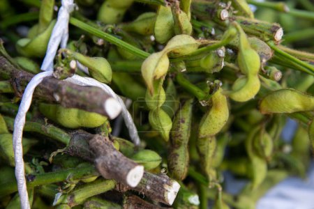 Photo for Edamame is the Japanese name for unripe soybean pods. This can be found in East Asia, such as Japan, Taiwan, Korea or China. - Royalty Free Image