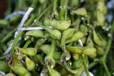 Téléchargez les photos : Edamame est le nom japonais pour les gousses de soja non mûres. Cela peut être trouvé en Asie de l'Est, comme le Japon, Taïwan, la Corée ou la Chine. - en image libre de droit