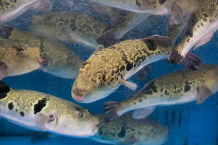 Téléchargez les photos : Le fugu, ou poisson-globe, est un poisson de luxe qui est utilisé comme ingrédient dans les aliments consommés toute l'année au Japon. Ces poissons sont en fait toxiques.. - en image libre de droit