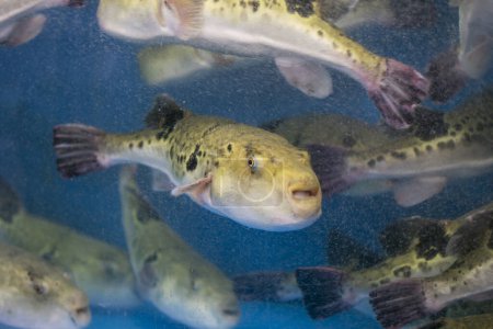 Téléchargez les photos : Le fugu, ou poisson-globe, est un poisson de luxe qui est utilisé comme ingrédient dans les aliments consommés toute l'année au Japon. Ces poissons sont en fait toxiques.. - en image libre de droit