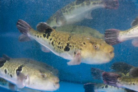 Fugu, oder Kugelfisch, sind Luxusfische, die in Japan als Zutaten für Lebensmittel verwendet werden, die das ganze Jahr über verzehrt werden. Diese Fische sind eigentlich giftig.