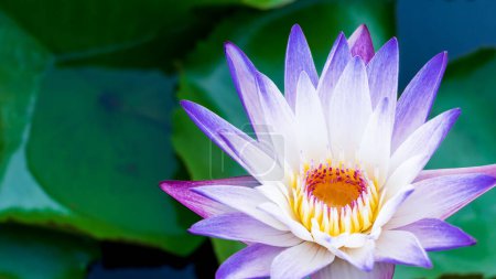 Photo for The beauty of lotus flowers blooming in white and purple on the pond.water lily, peace, beauty of nature, is the flower of Buddhism. - Royalty Free Image