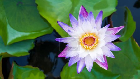 Foto de La belleza de las flores de loto que florecen en blanco y púrpura en el estanque.nenúfar, la paz, la belleza de la naturaleza, es la flor del budismo. - Imagen libre de derechos