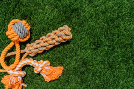 Foto de Set of orange rope and rubber toys for dogs on synthetic grass, layout, hard light - Imagen libre de derechos