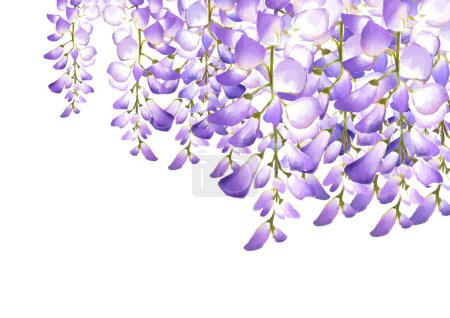 Ilustración de Flor de glicina. Flor japonesa.púrpura. - Imagen libre de derechos