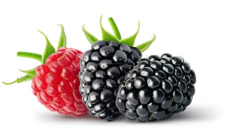 Isolated berries Two blackberry and single raspberry fruits isolated on white background with clipping path