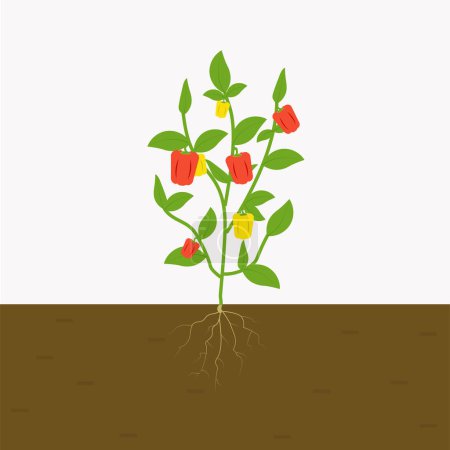 Foto de Planta de pimiento crecido en el suelo. pimiento con raíces en el suelo. vector plano aislado - Imagen libre de derechos