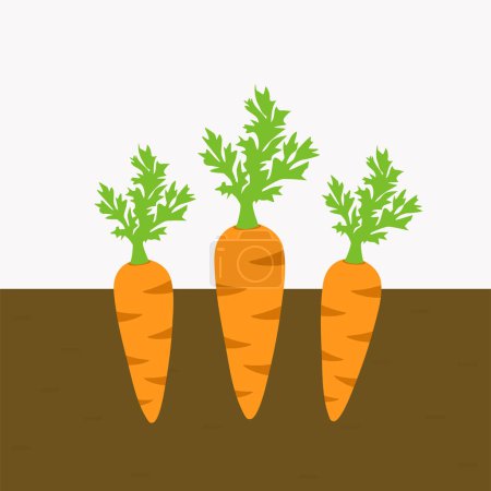 Foto de Zanahoria plantas vegetales cultivadas en el suelo. zanahorias con raíces en el suelo. vector plano aislado - Imagen libre de derechos
