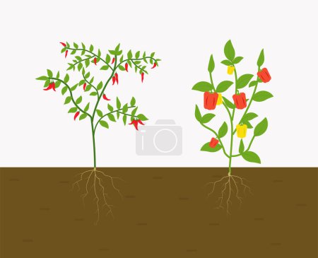 Foto de Planta de chile y pimiento que crece en el suelo. vector plano aislado - Imagen libre de derechos