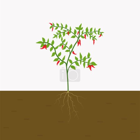 Foto de Planta de chile cultivada en el suelo. planta de pimienta sobre fondo blanco. vector plano aislado - Imagen libre de derechos