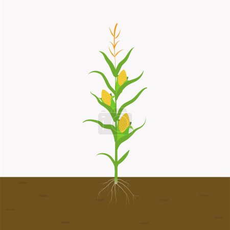 Foto de Planta de maíz cultivada en el suelo. planta de maíz sobre fondo blanco. vector plano aislado - Imagen libre de derechos