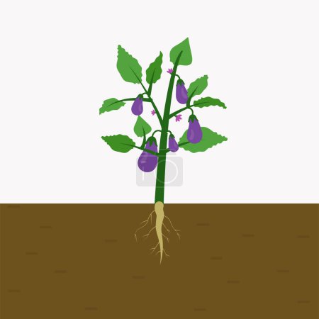 Foto de Planta de berenjena cultivada en el suelo. brinjal con raíces en el suelo. vector plano aislado - Imagen libre de derechos