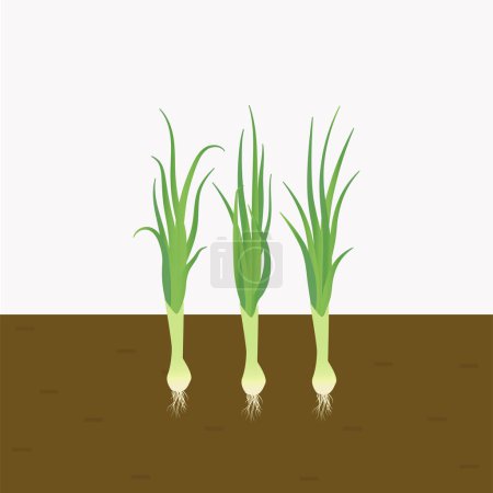 Foto de Puerros plantas vegetales cultivadas en el suelo. cebolla de primavera con raíces en el suelo. vector plano aislado - Imagen libre de derechos