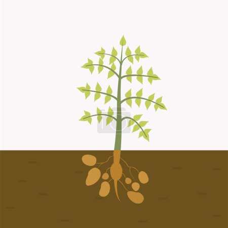 Foto de Planta de papa cultivada en el suelo. papa en el suelo. vector plano aislado - Imagen libre de derechos