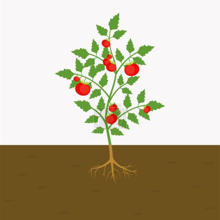 Foto de Planta de tomate cultivada en el suelo. Tomate rojo con raíces en el suelo. vector plano aislado - Imagen libre de derechos