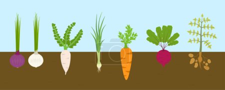 Foto de Plantas vegetales como cebolla, rábano, puerro, zanahoria, papa, remolacha. ilustración vectorial - Imagen libre de derechos