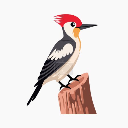Foto de Caricatura del pájaro carpintero en la rama del árbol Ilustración en formato vectorial aislado sobre fondo blanco - Imagen libre de derechos