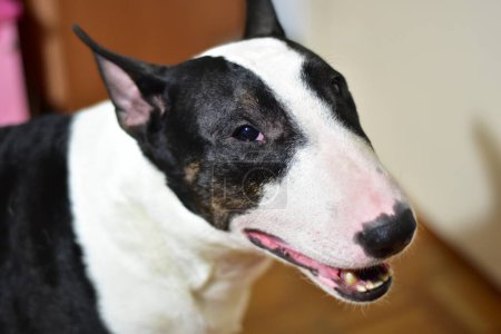 Black and white bull terrier with half open mouth