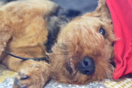 Photo for Welsh terrier dog portrait - Royalty Free Image