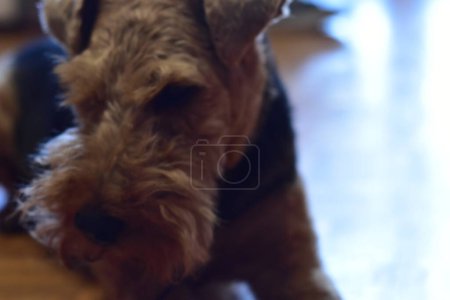 Photo for Welsh terrier dog portrait - Royalty Free Image