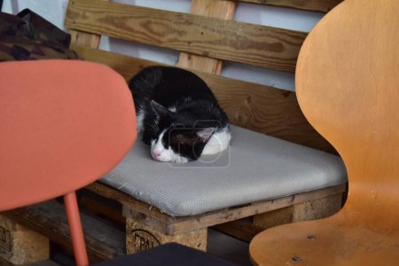 Foto de Gato en el banco en la cafetería - Imagen libre de derechos