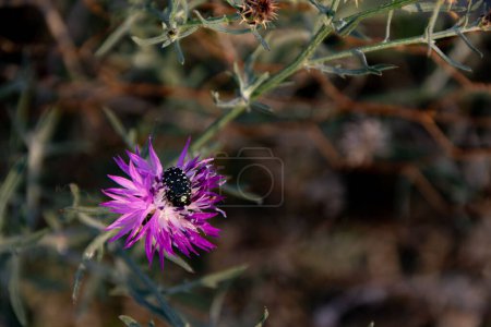 Photo for A white spotted rose beetle on a purple milk thistle flower. - Royalty Free Image