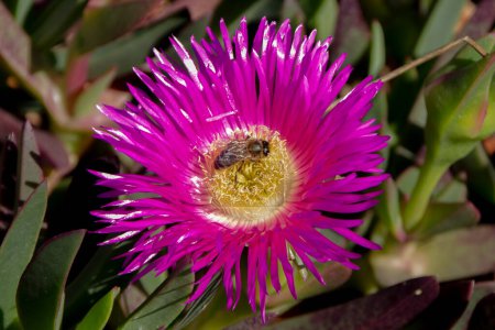 Foto de Una abeja en una flor rosa - Imagen libre de derechos