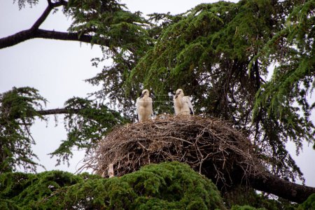 Two young storks waiting for their mother in a nest. Watching concept.