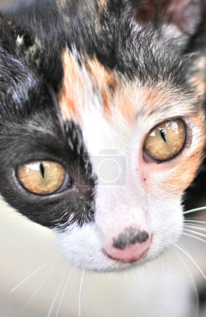 Téléchargez les photos : Portrait du visage d'un chaton - en image libre de droit