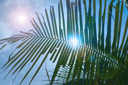 Téléchargez les photos : Lumière du soleil derrière les feuilles de noix de coco - en image libre de droit