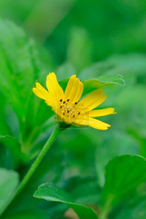 Téléchargez les photos : Mignonne fleur jaune au milieu de l'herbe verte - en image libre de droit