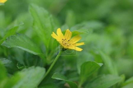 Téléchargez les photos : Mignonne fleur jaune au milieu de l'herbe verte - en image libre de droit