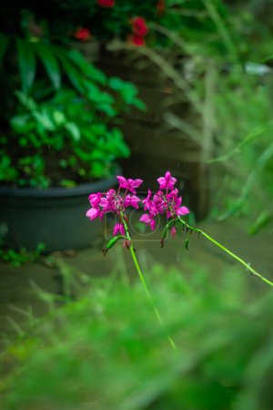 Téléchargez les photos : Hibiscus fleur et pluie - en image libre de droit