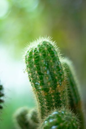 Téléchargez les photos : Bourgeons de cactus poussent à partir du pot - en image libre de droit