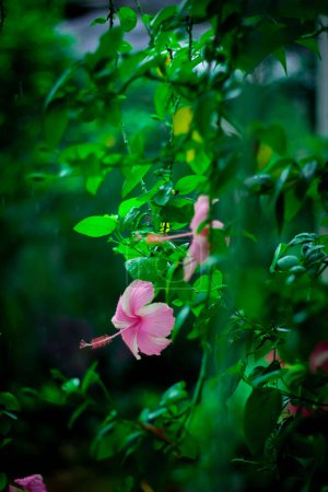 Téléchargez les photos : Hibiscus fleur et pluie - en image libre de droit