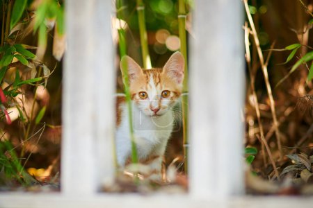 Foto de El pequeño gatito rojo ofendido - Imagen libre de derechos