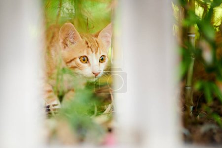 Photo for The little red kitten is walking through the bushes - Royalty Free Image
