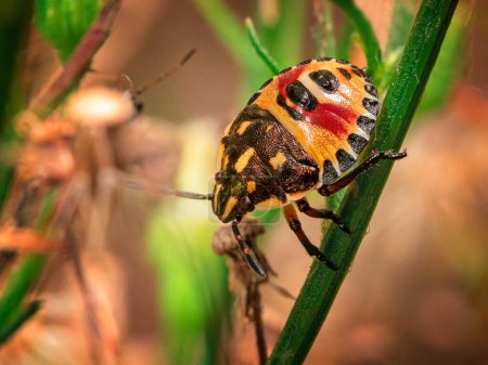 Téléchargez les photos : The yellow bug is sitting on a plant - en image libre de droit