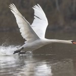 Mute Swan Cygnus olor taking off from a pond in the early morning