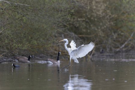 Téléchargez les photos : Grande aigrette blanche Ardea alba sur un étang dans le centre de la France - en image libre de droit