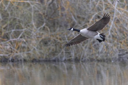 Photo for Canada goose landing or taking off on a pond in early morning - Royalty Free Image