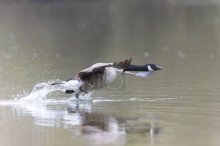 Foto de Ganso de Canadá aterrizaje o despegue en un estanque en la mañana temprano - Imagen libre de derechos