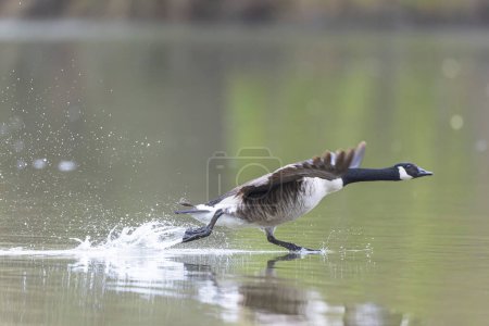 Photo for Canada goose landing or taking off on a pond in early morning - Royalty Free Image